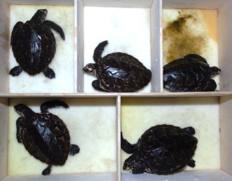 Five baby hawksbill turtles hatched in Germany after the eggs were taken illegally from Seychelles have returned home.