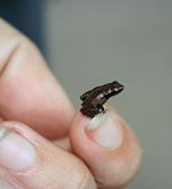 Tiny Seychelles Frog