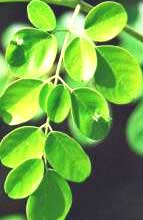 Description: http://www.herbal-home-remedies.com/blog/images/moringa-leaf-01.jpg