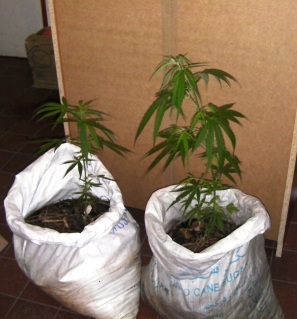 Description: Cannabis plants seized by the NDEA on July 11 at Port Glaud