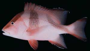 Bourzwa or Red Snapper