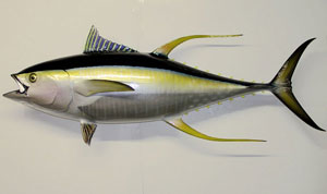 Yellowfin tuna