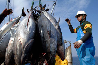 Tuna being landed.