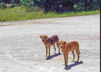 Stray dogs getting a whiff of rubbish.